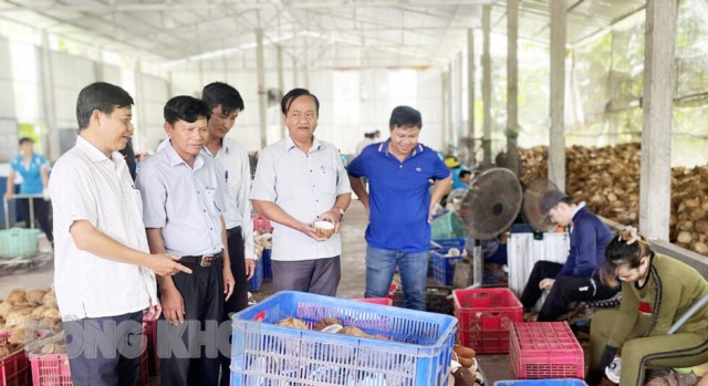 Hướng đến phát triển bền vững ngành dừa tỉnh, bài 3